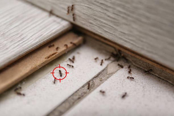 Best Pest Control Near Me  in North Fork, CA