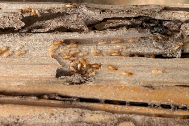 Best Residential Pest Control  in North Fork, CA